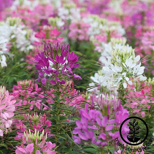 A close up square image of pink, purple, and white cleome flowers growing in a swathe. To the bottom right of the frame is a black circular logo with text.