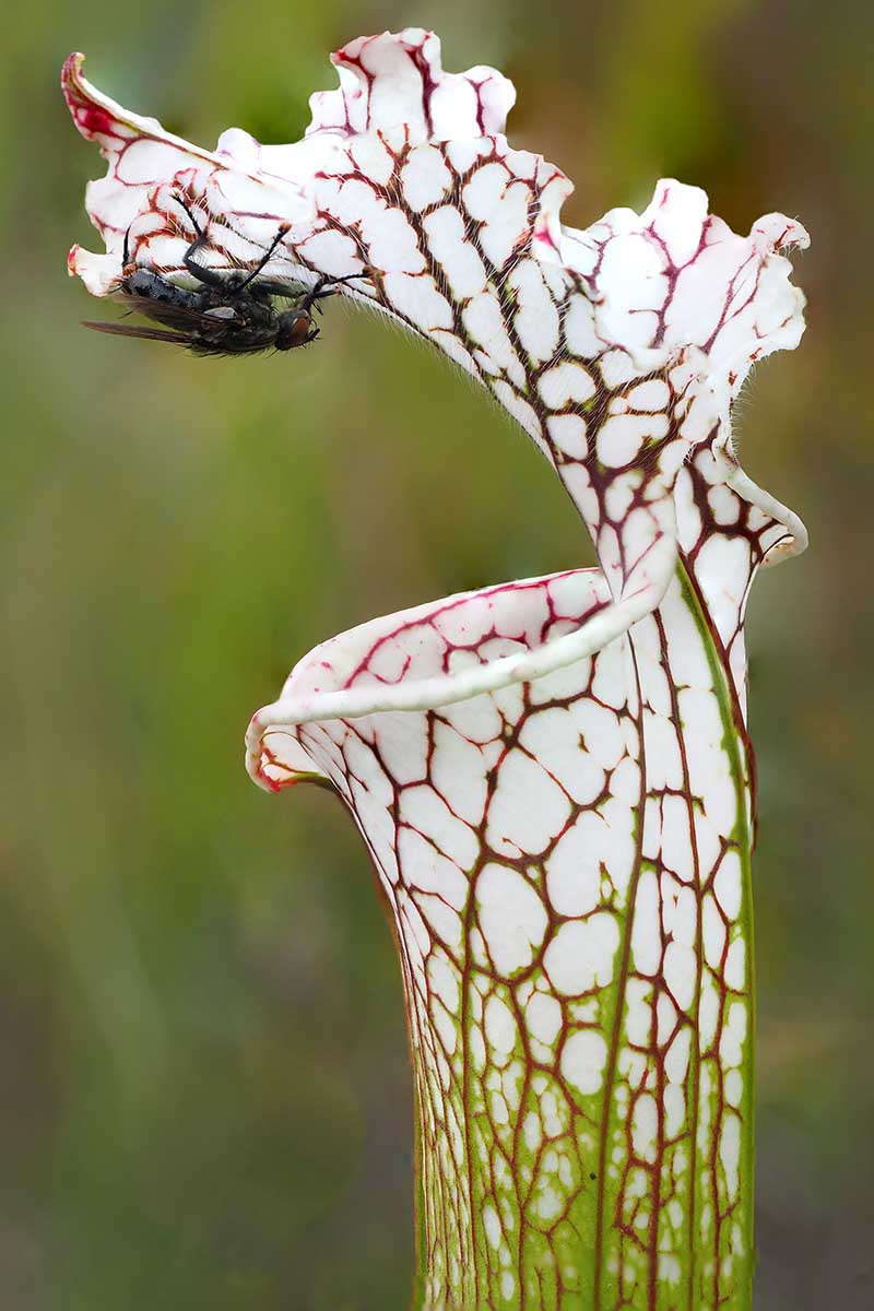 A close up vertical image of a heavily veined white pitcher plant with a bee on the lid pictured on a soft focus green background.