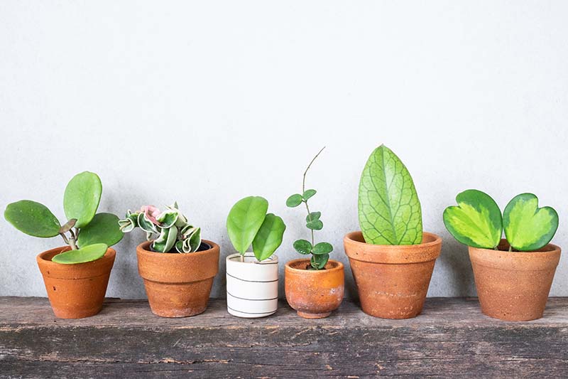 A close up horizontal image of six different types of hoya plants in terra cotta pots set on a wooden surface with a white background.