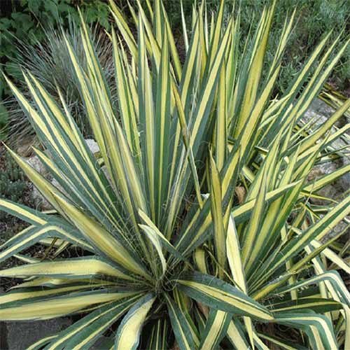 A close up square image of 'Color Guard' yucca growing in the garden.