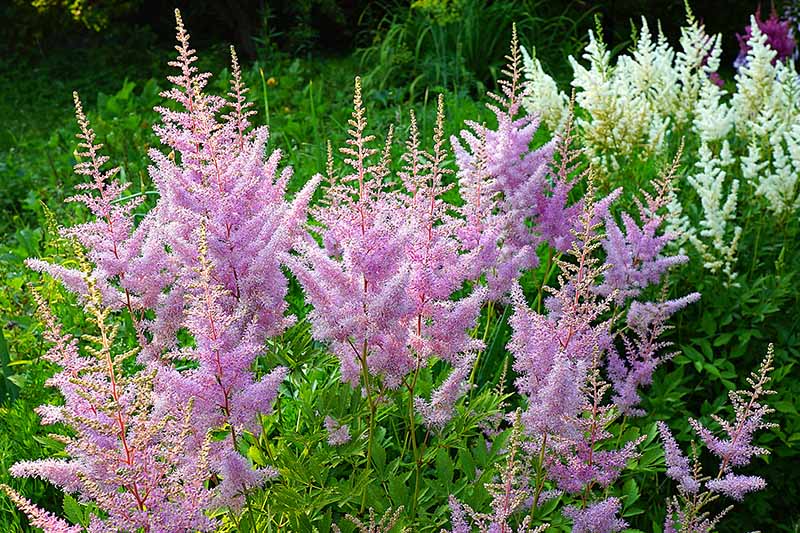 A close up horizontal image of pink and white astilbe flowers growing in the garden pictured on a soft focus background.