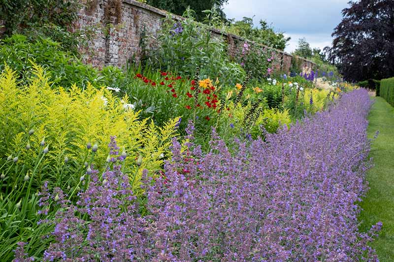 A horizontal image of a colorful herbaceous border with a variety of different flowering perennials.