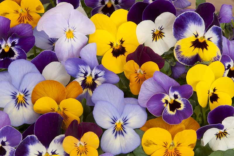 A close up horizontal image of bright pansy flowers growing in a container.