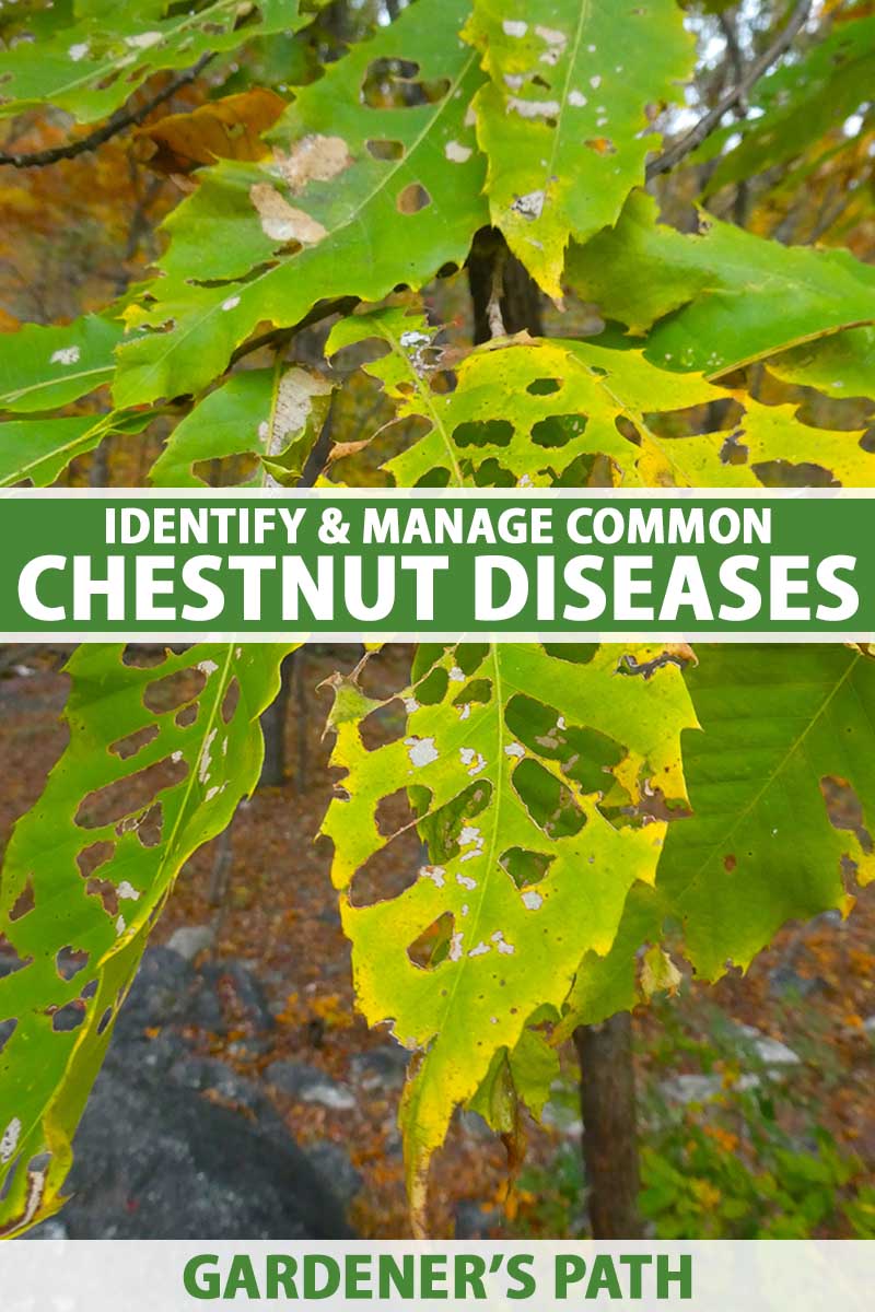 A close up vertical image of the foliage of an American chestnut tree that is suffering from a disease.