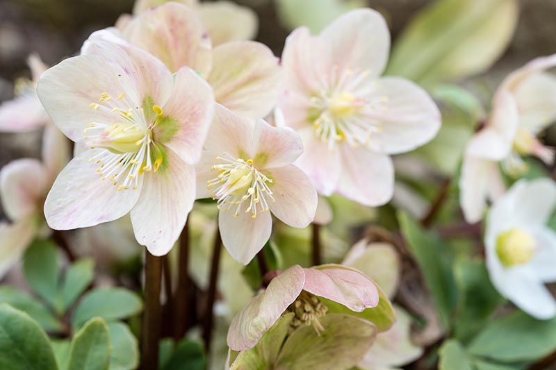 A close up horizontal image of cream-colored hellebores growing in the garden pictured on a soft focus background.