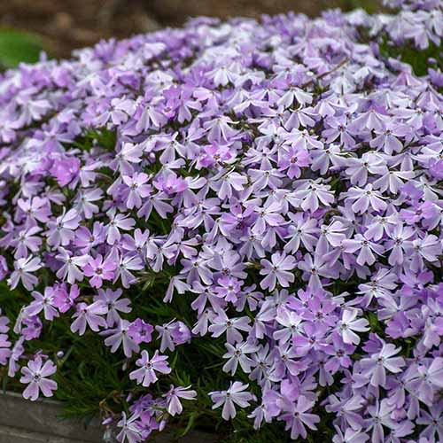 A close up square image of light purple creeping phlox growing in the garden.