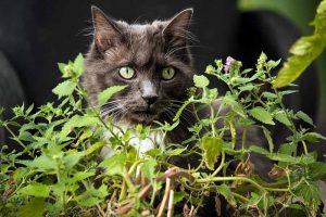 A close up horizontal image of a curious gray cat investigating catnip (Nepeta cataria) plants growing in the garden.