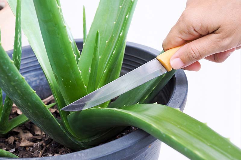 A close up horizontal image of a hand from the right of the frame using a knife to cut a leaf from an aloe plant growing in a container.