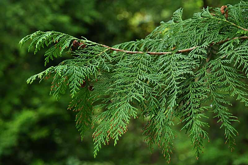 A close up horizontal image of the foliage of false cypress growing in the garden pictured on a soft focus background.