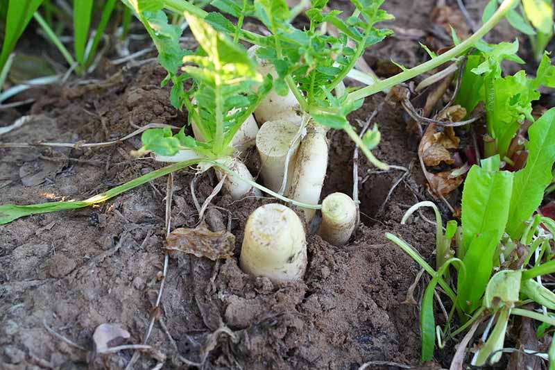 A close up horizontal image of daikon radishes growing in the garden.