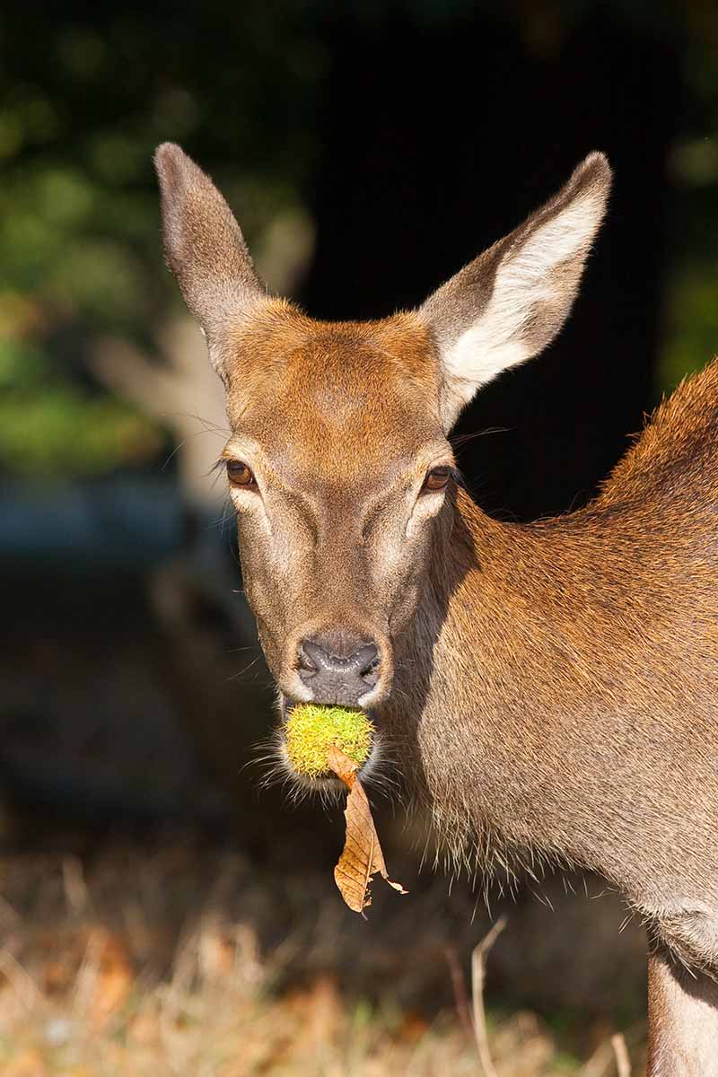 A close up vertical image of a deer eating a chestnut that has fallen from a tree pictured in light sunshine on a soft focus background.
