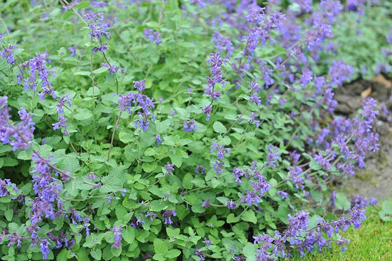A close up horizontal image of dwarf catmint with blue flowers growing in a garden border.