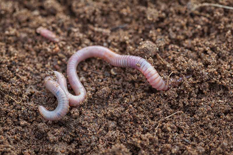 A close up horizontal image of an earthworm in rich soil.