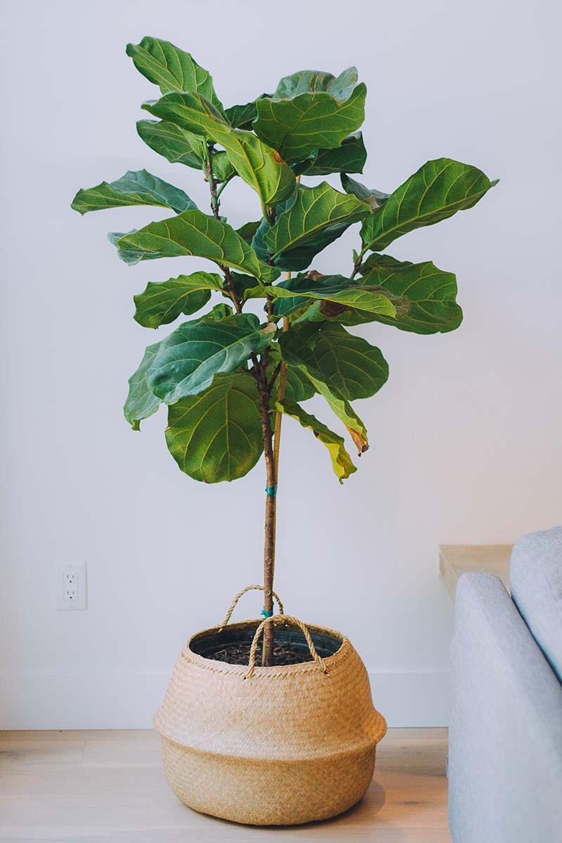 A close up vertical image of a Ficus lyrata plant growing indoors in a decorative wicker basket container.