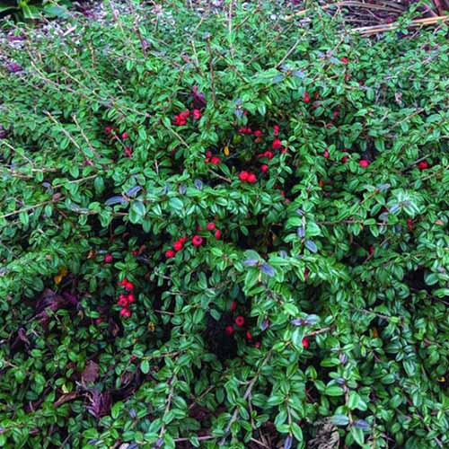 A close up square image of cotoneaster 'Emerald Beauty' with lightly variegated leaves and bright red berries.