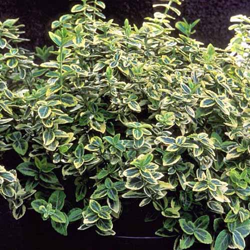A close up square image of Euonymus 'Emerald 'n' Gold' with variegated foliage growing in the garden.