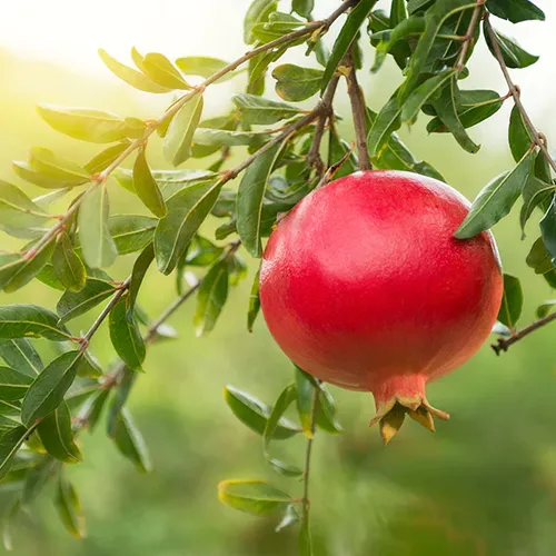 A close up square image of an 'Eversweet' pomegranate hanging from the tree pictured on a soft focus background.