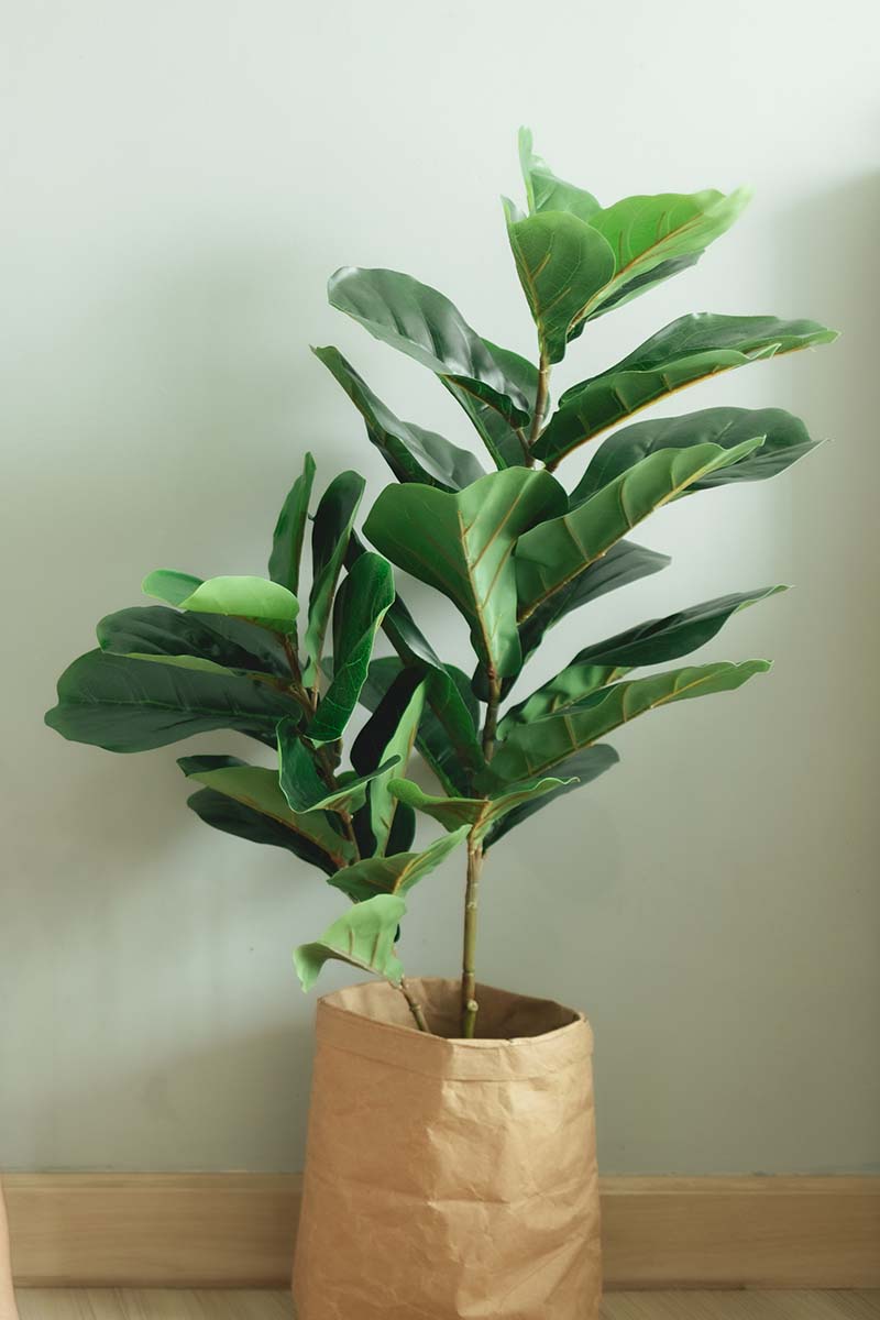 A close up vertical image of a Ficus lyrata plant growing in a pot indoors.