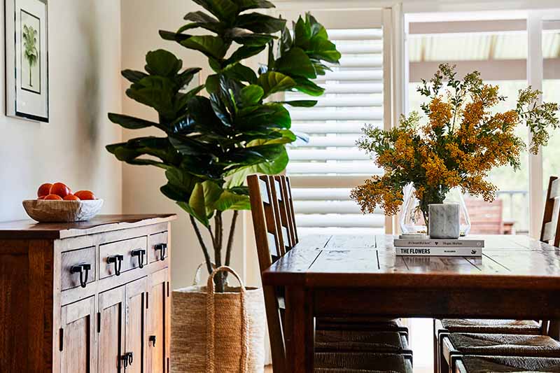 A close up horizontal image of a dining room with wooden furniture and a large fiddle-leaf fig growing in the corner.