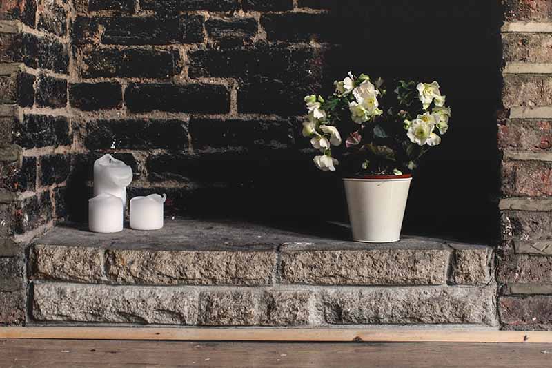 A close up horizontal image of a brick fireplace decorated with candles and a potted gardenia shrub.