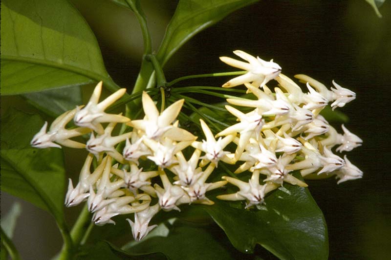 A close up horizontal image of Hoya multiflora flowers pictured on a soft focus background.