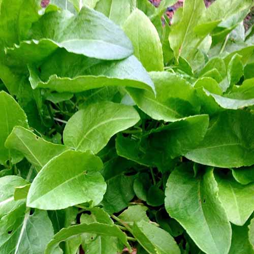 A close up square image of the leaves of French sorrel growing in the garden.