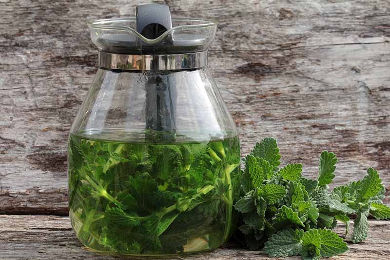 A close up horizontal image of a large jug of catnip tea with fresh herbs set on a wooden surface.