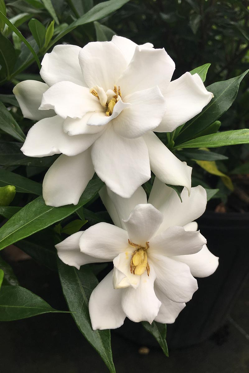 A close up vertical image of the delicate white flowers of 'Frost Proof' gardenia growing in the garden pictured on a dark background.