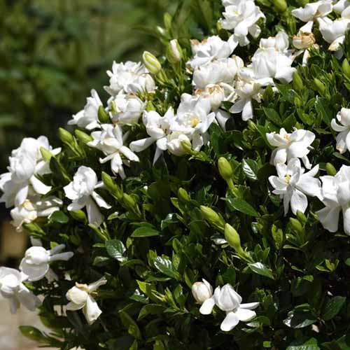 A close up square image of white 'Frost Proof' gardenia flowers growing in the garden pictured in light sunshine.