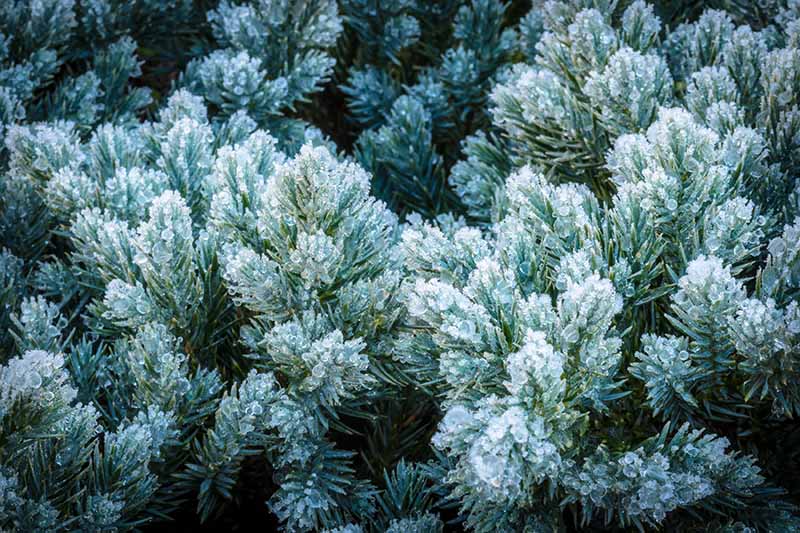 A close up horizontal image of the foliage of Juniperus squamata covered in a light frost.