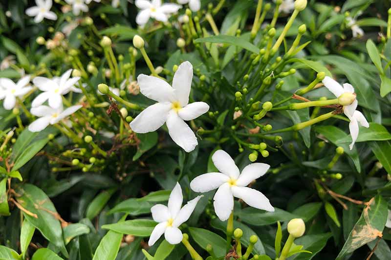 A close up horizontal image of 'Frostproof' gardenia growing in the garden.