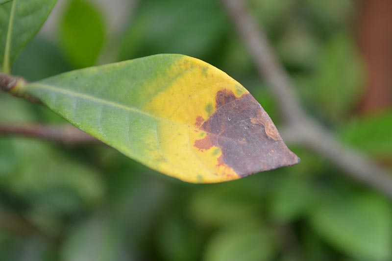 A close up horizontal image of a leaf suffering from a fungal disease pictured on a soft focus background.