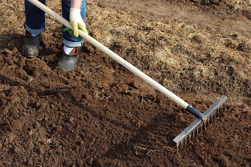 A horizontal image of a gardener from the left of the frame using a rake to level the soil in the garden.