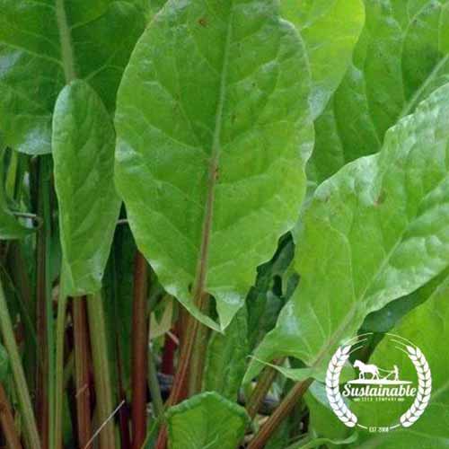 A close up square image of the leaves of garden sorrel. To the bottom right of the frame is a white circular logo with text.