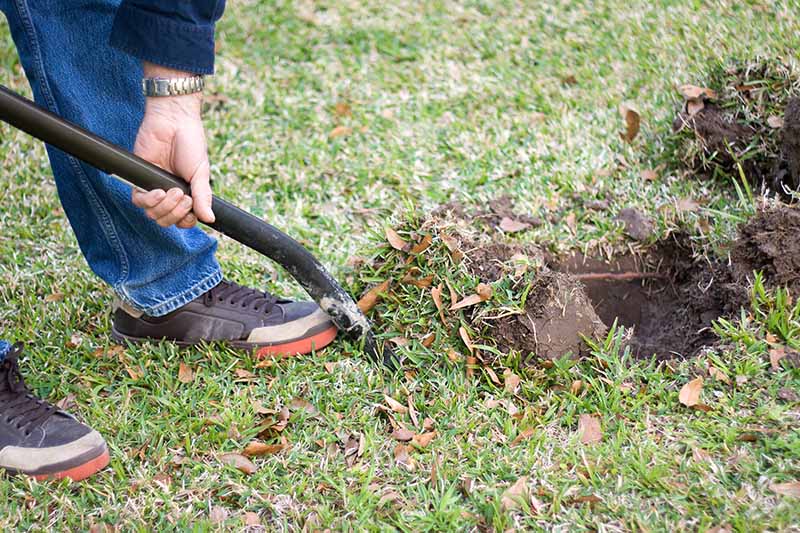 A close up horizontal image of a gardener using a shovel to dig holes in the garden for planting shrubs.