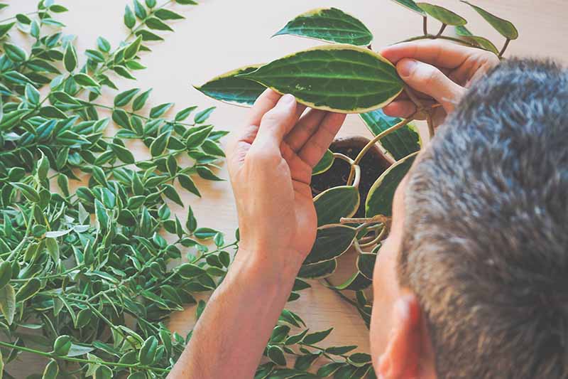 A close up horizontal image of a gardener checking his houseplants for signs of disease and infestation.