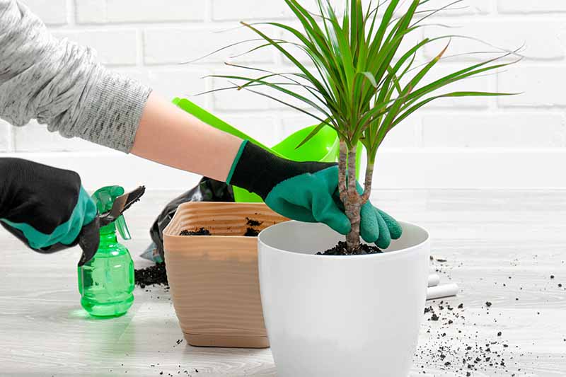 A close up horizontal image of a gardener wearing gloves and repotting a houseplant into a new container.