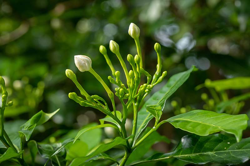 A close up horizontal image of gardenia blossoms just about to open pictured on a soft focus background.