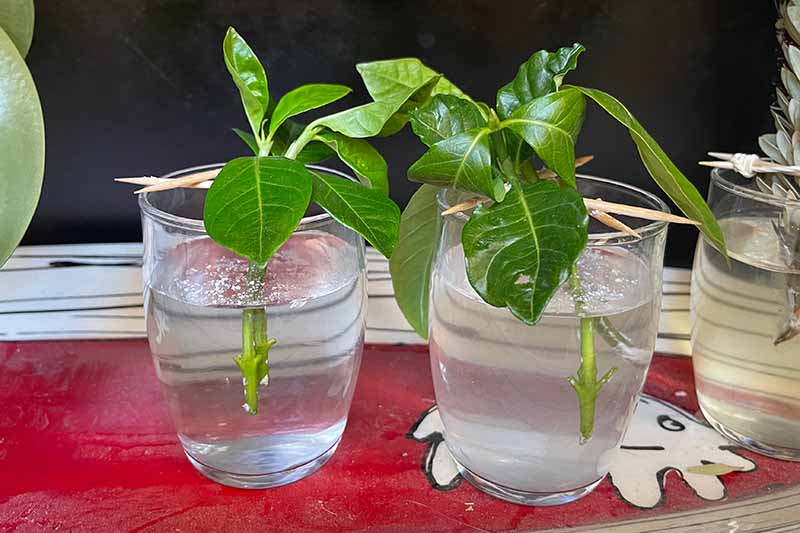 A close up horizontal image of two glasses with gardenia cuttings propagating.