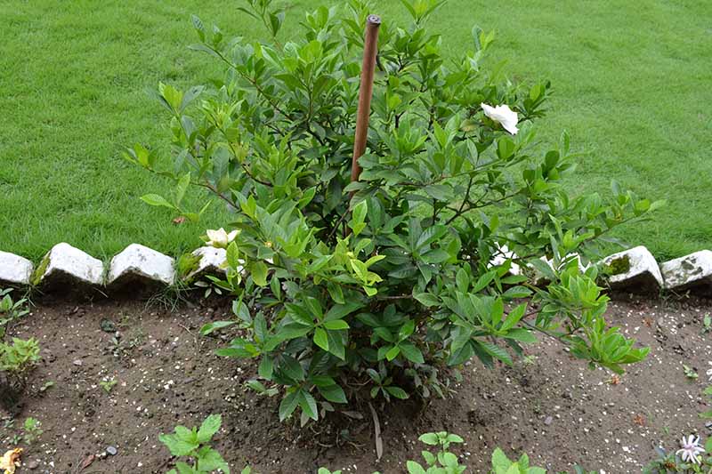 A close up horizontal image of a gardenia shrub growing in a garden border with lawn in the background.