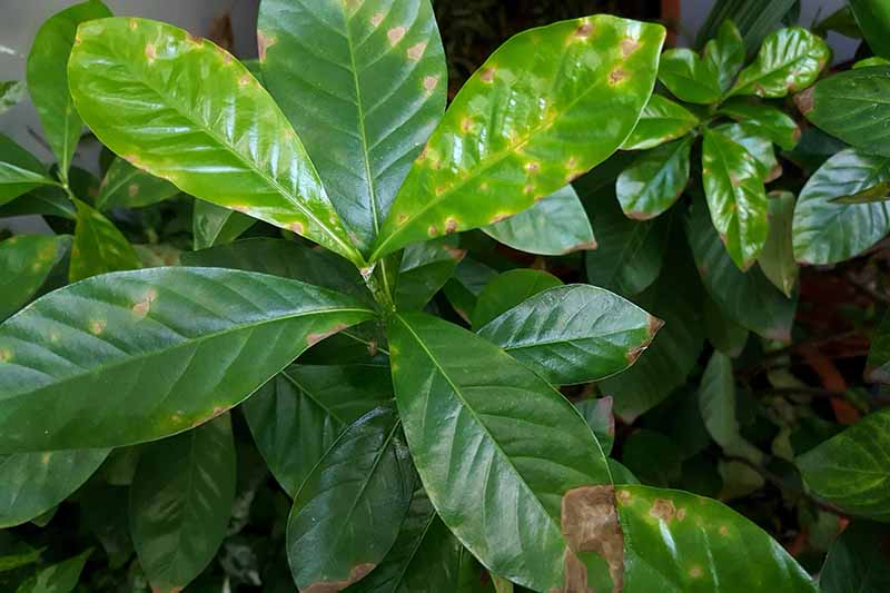 A close up horizontal image of a gardenia shrub with brown and yellow patches on the leaves.