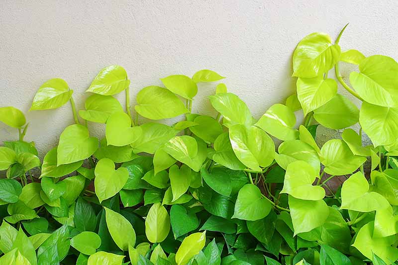 A close up horizontal image of a golden pothos plant growing in a planter outdoors.