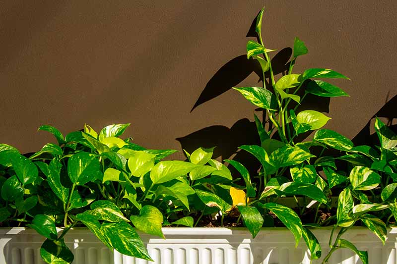 A close up horizontal image of a large houseplant set in a sunny location in a white rectangular planter.