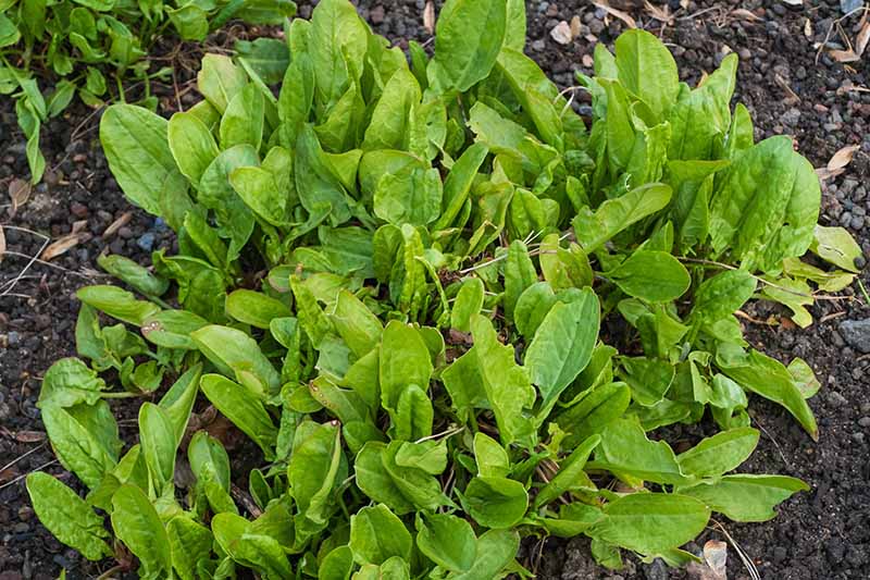 A close up horizontal image of green sorrel growing in the garden.