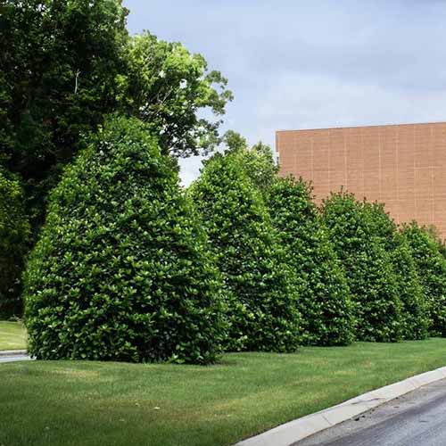 A close up square image of a row of 'Greenleaf' American holly trees growing beside a street.