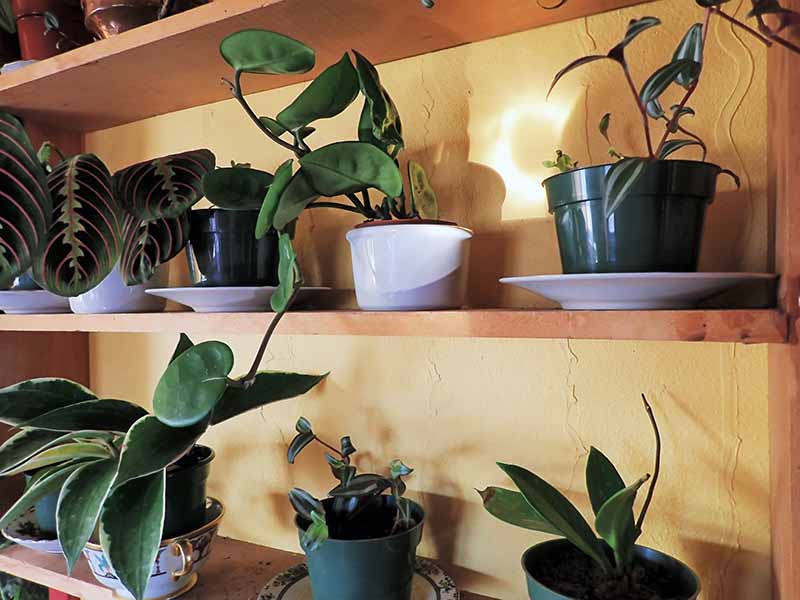 A close up horizontal image of a collection of houseplants set on wooden shelves.