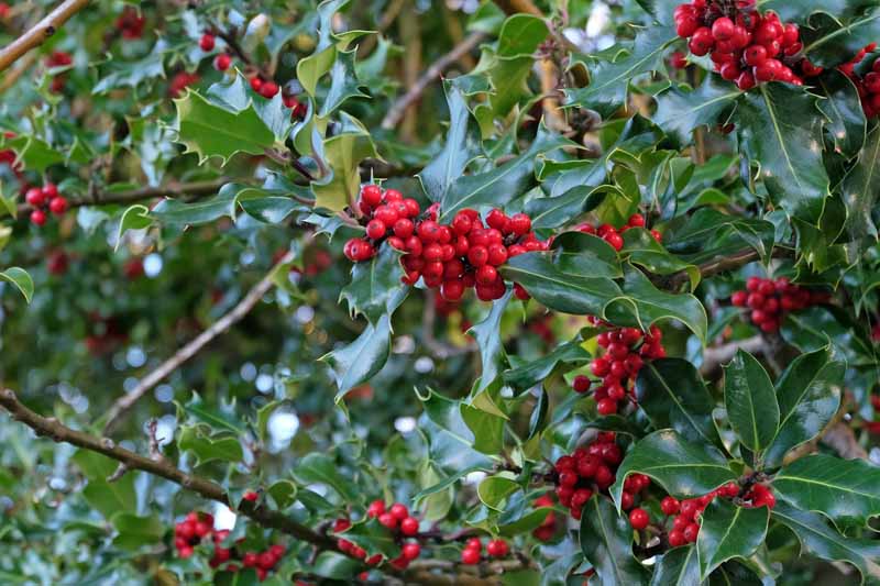 A close up horizontal image of Ilex opaca growing in the garden pictured on a soft focus background.