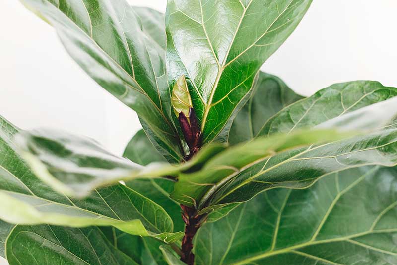 A close up horizontal image of the foliage of a Ficus lyrata plant pictured on a white background.