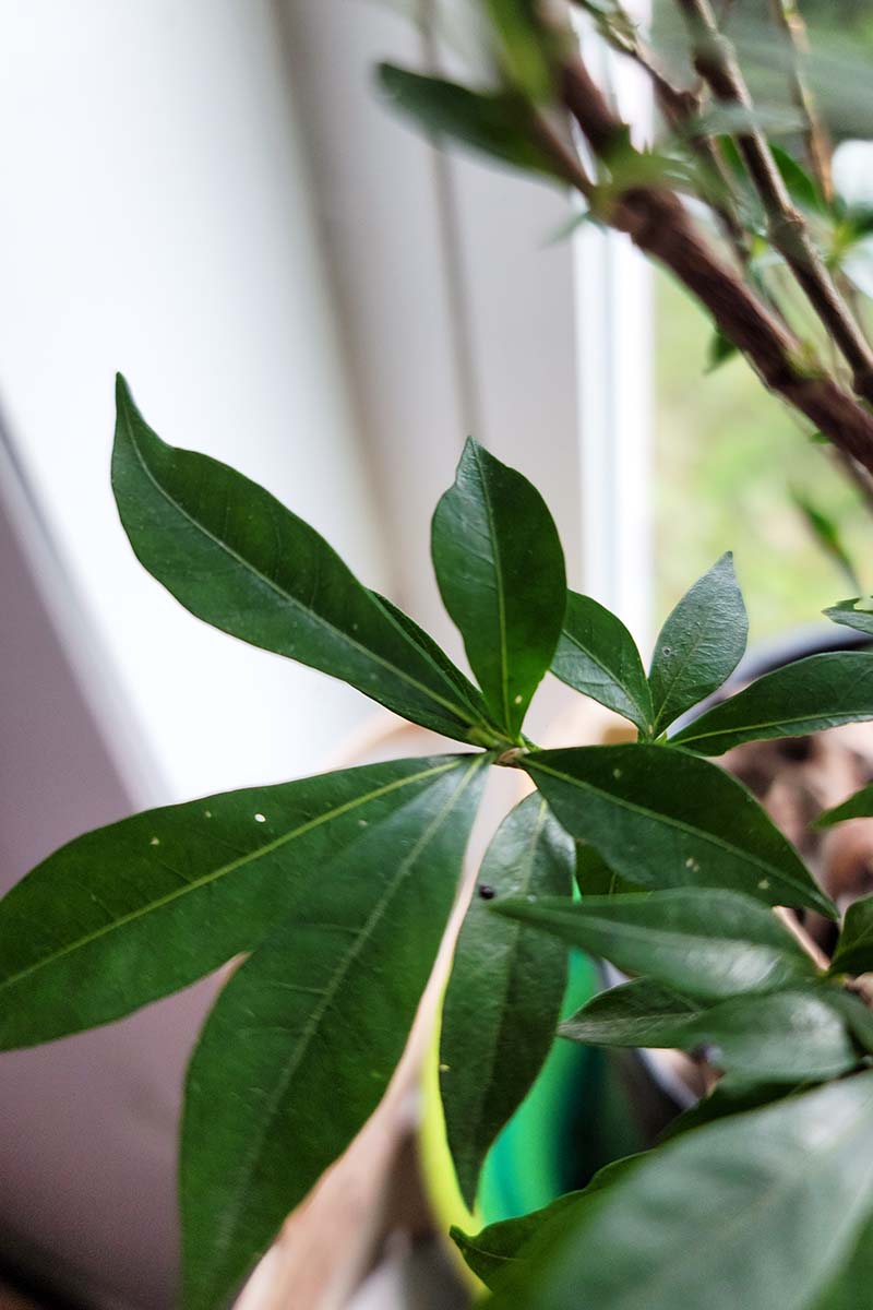 A close up vertical image of a gardenia plant with holes in the foliage pictured on a soft focus background.
