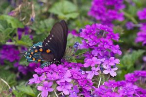 How to Grow Verbena in the South or Southwest